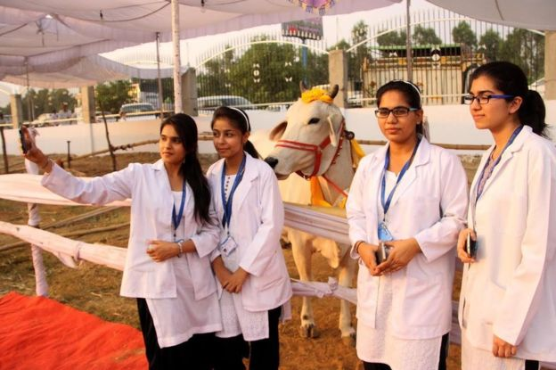 印度给牛举办选美大会 数百“选手”参加