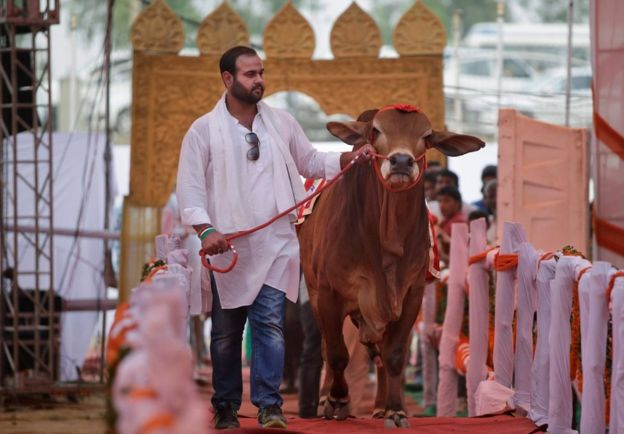 印度给牛举办选美大会 数百“选手”参加