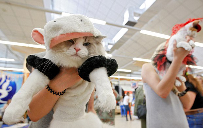 乌克兰举行猫咪秀 稀有喵盛装走秀
