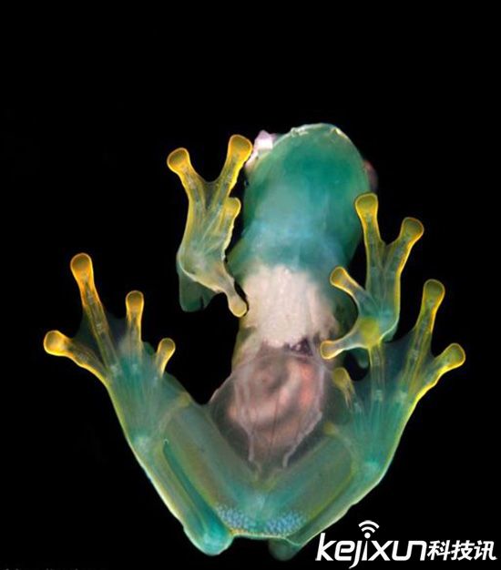 世界上最小的青蛙现身 透过肚皮可清晰看到内脏