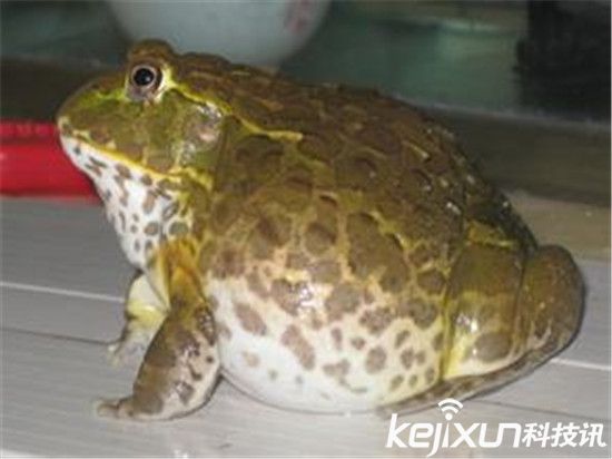 世界上最诡异的动物 非洲牛箱头蛙