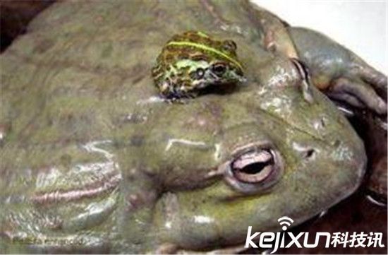 世界上最诡异的动物 非洲牛箱头蛙