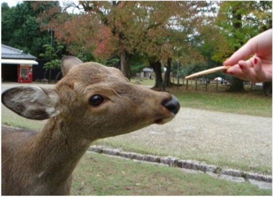 日奈良公园拟禁止游客给园内鹿喂外来食物