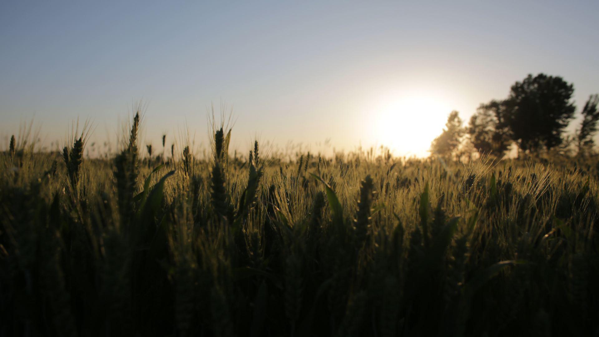 闪婚小夫妻为爱成长策划团队用汗水打造麦田《