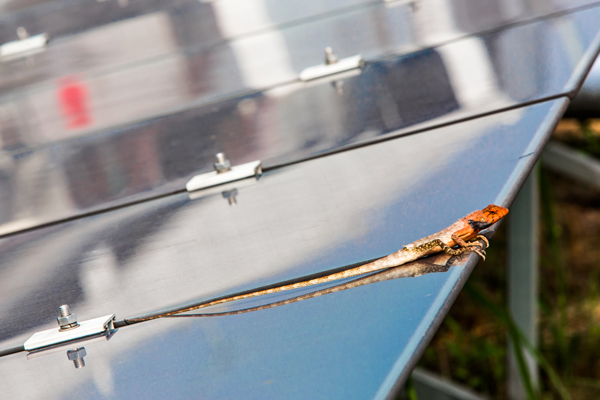 尖端高科技为建筑赋能 中国日报-汉能阳光之旅