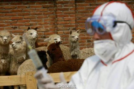 北京出入境检验检疫局对9头染疫羊驼安乐死