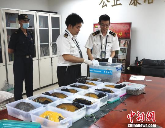 一旅客携259只活龟入境在广州白云机场被查获（图）