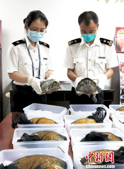 一旅客携259只活龟入境在广州白云机场被查获(图)