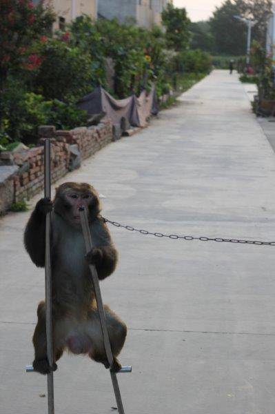 马戏团猴子被暴力训练 部分被虐致抑郁自残(图