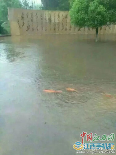 赣州强降雨导致多地积水严重 湖鱼被冲上街(图)