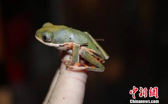 北京从美国入境邮包中首次截获8头活体树蛙-西