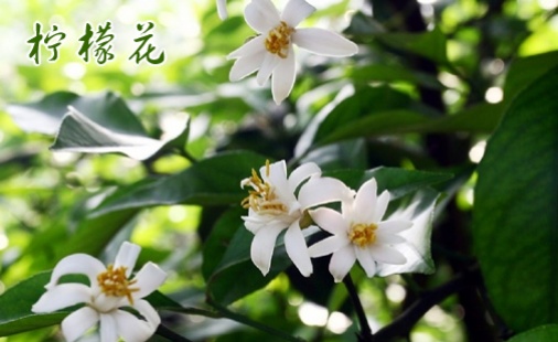 安岳柠檬花生态旅游将启幕 4月28日约会柠檬