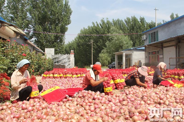 滨州:惠民圆葱丰产不丰收 供销e家迅速出动解