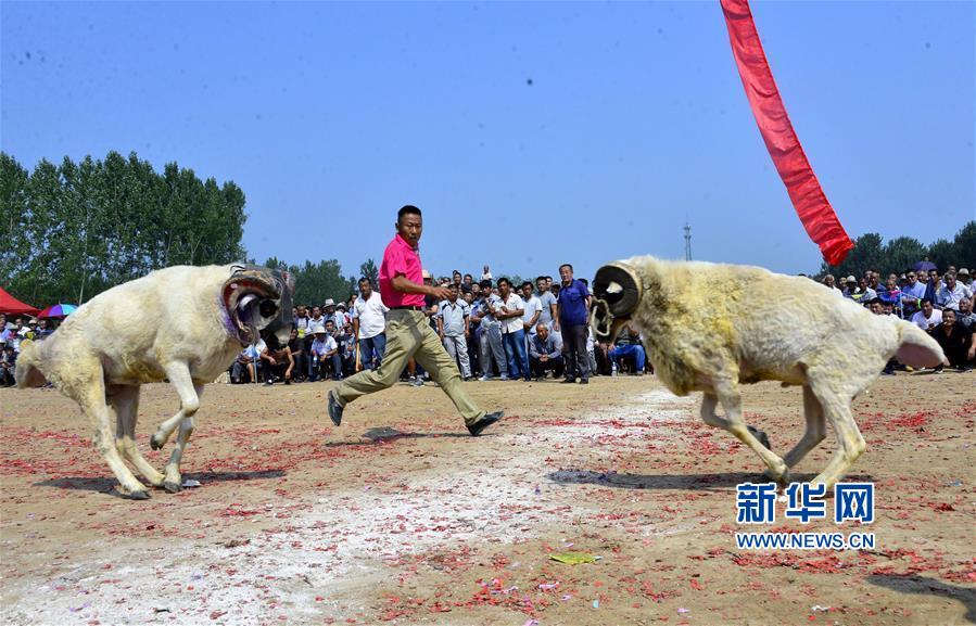 #(社会)(2)山东聊城:斗羊大赛乐乡邻
