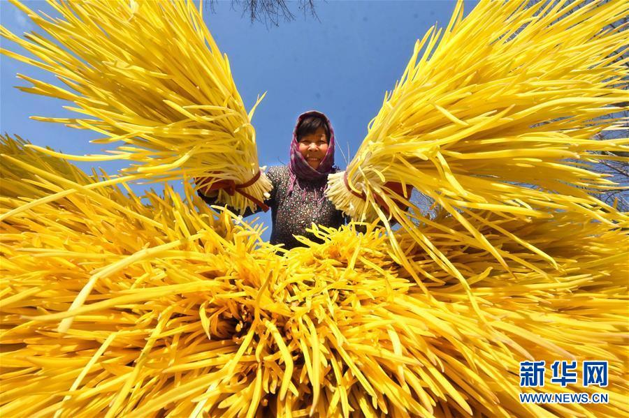山东沂源:万池蒜黄遍地金