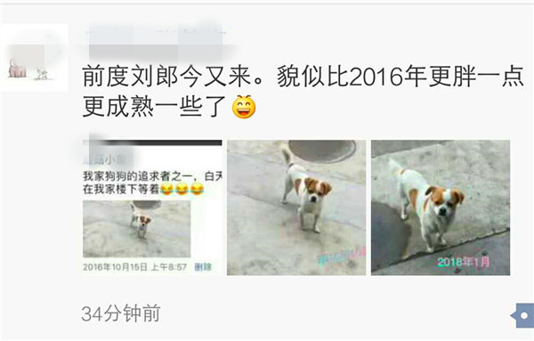 一只小狗对心上狗的两年守候