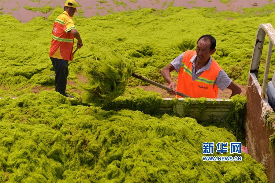 #(环境)(1)山东青岛:清理浒苔 维护海岸清洁
