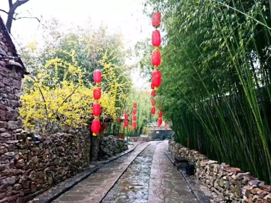 来临沂竹泉村观千亩竹笋破土,看万鸟齐飞归巢