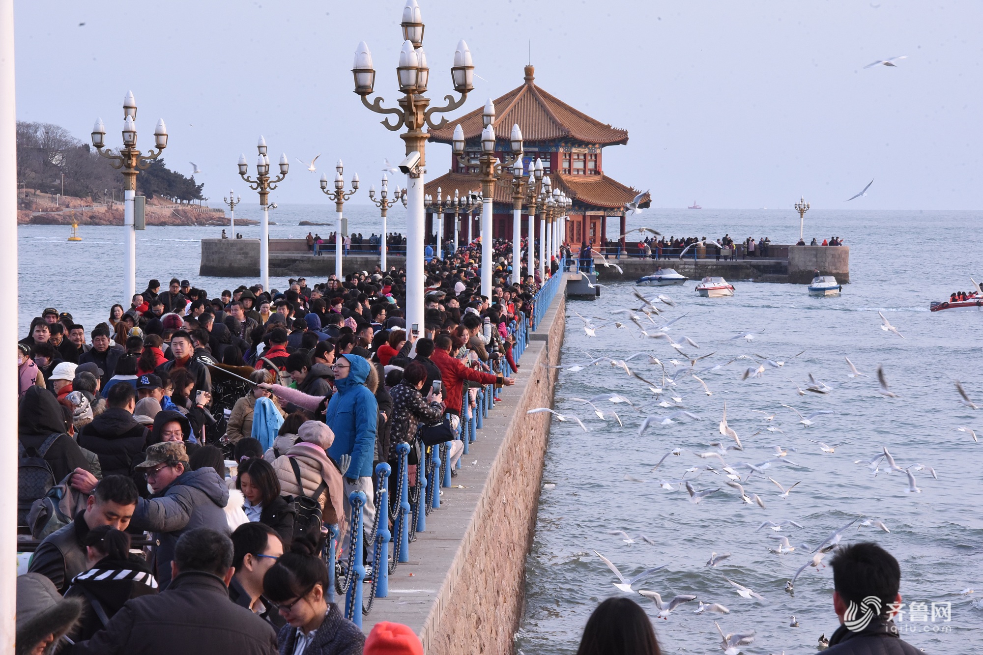 青岛栈桥游人如织 海鸥相伴过新年