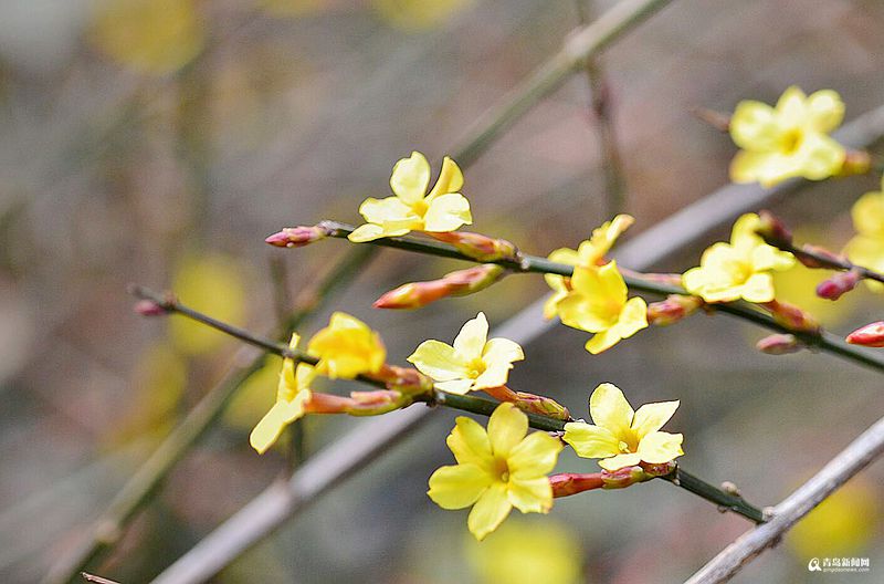 青岛花季渐入佳境 玉兰加入初春套餐