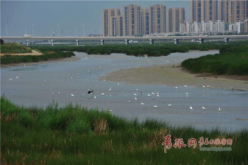 成群白鹭在墨水河入海口湿地觅食栖息.