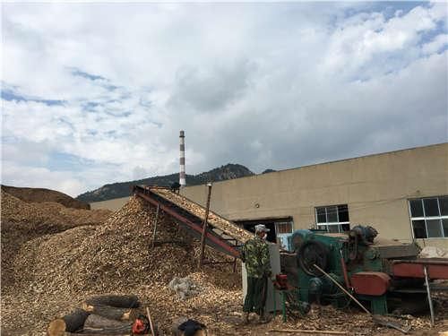 一只天牛可携带28万条松材线虫!看山东如何应