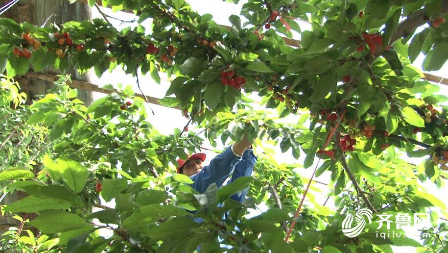 樱桃熟了 全国1\/3大棚樱桃产自山东这个县