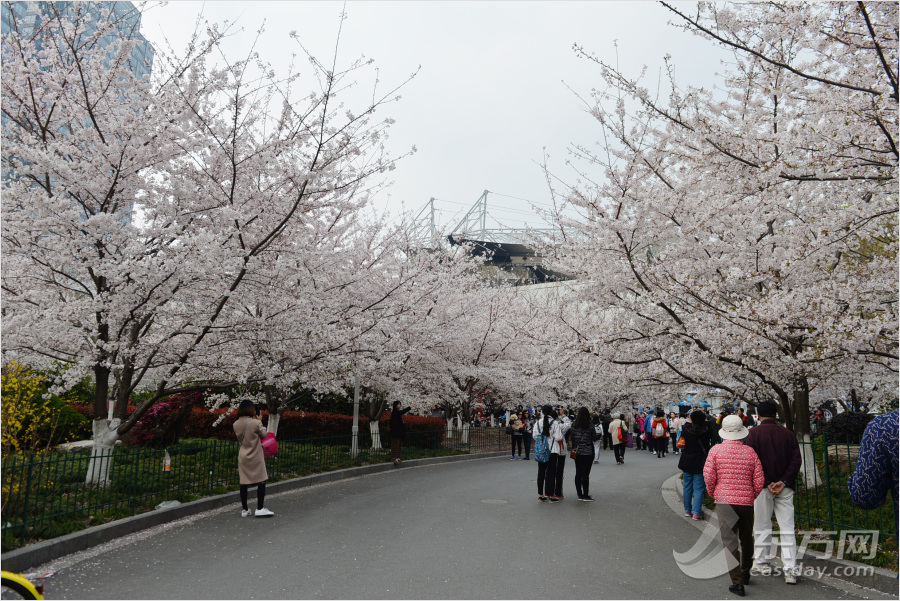 樱花绽放上海最美地铁口