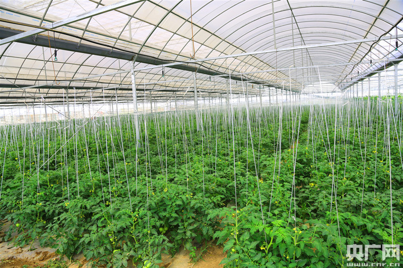 农行上海分行大力推进金融服务乡村振兴工作