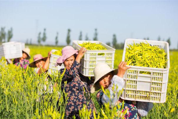 （在习近平新时代中国特色社会主义思想指引下——新时代新作为新篇章·乡村振兴战略·图文互动）（1）一株忘忧草，万家喜眉梢——山西省大同市云州区黄花产业扶贫观察