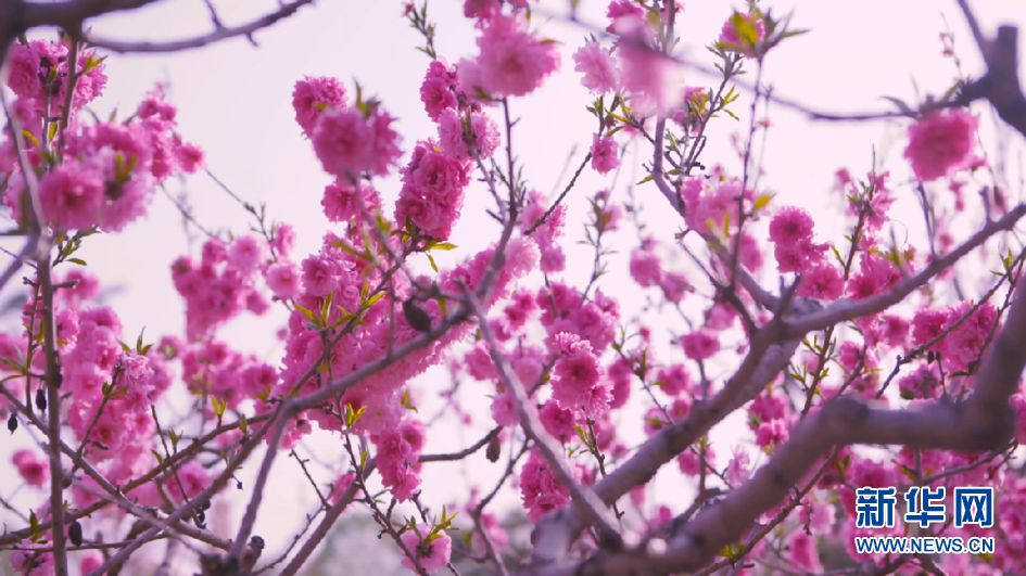 桃林沟里看桃花