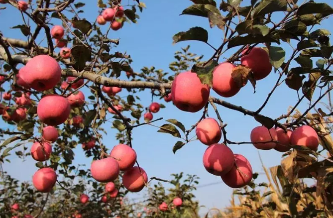 陕西苹果2018年减产了,怎么看?怎么办?