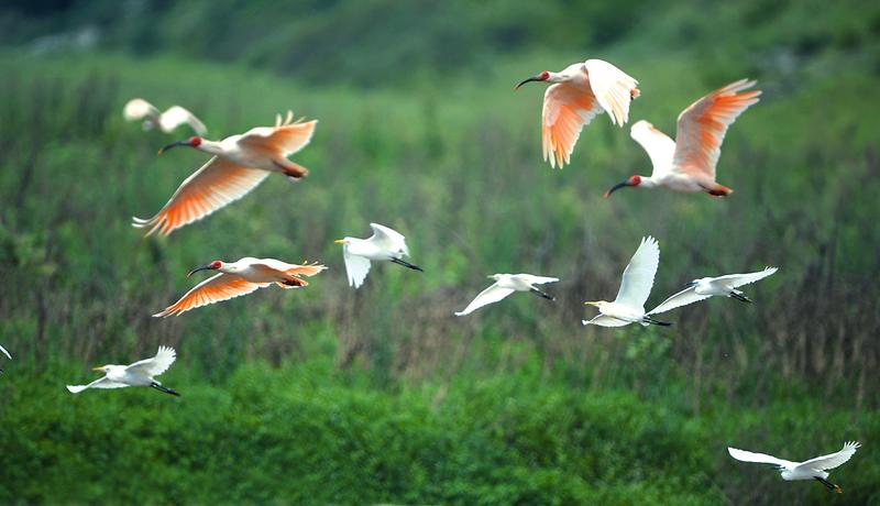 陕西省内朱鹮分布范围覆盖5市16县