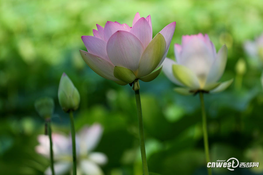西安大唐芙蓉园千盆七彩莲花苗下水 升级莲花景观