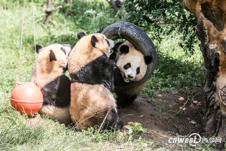 陕西开通全民义务植树网 启动"我为大熊猫种竹子"