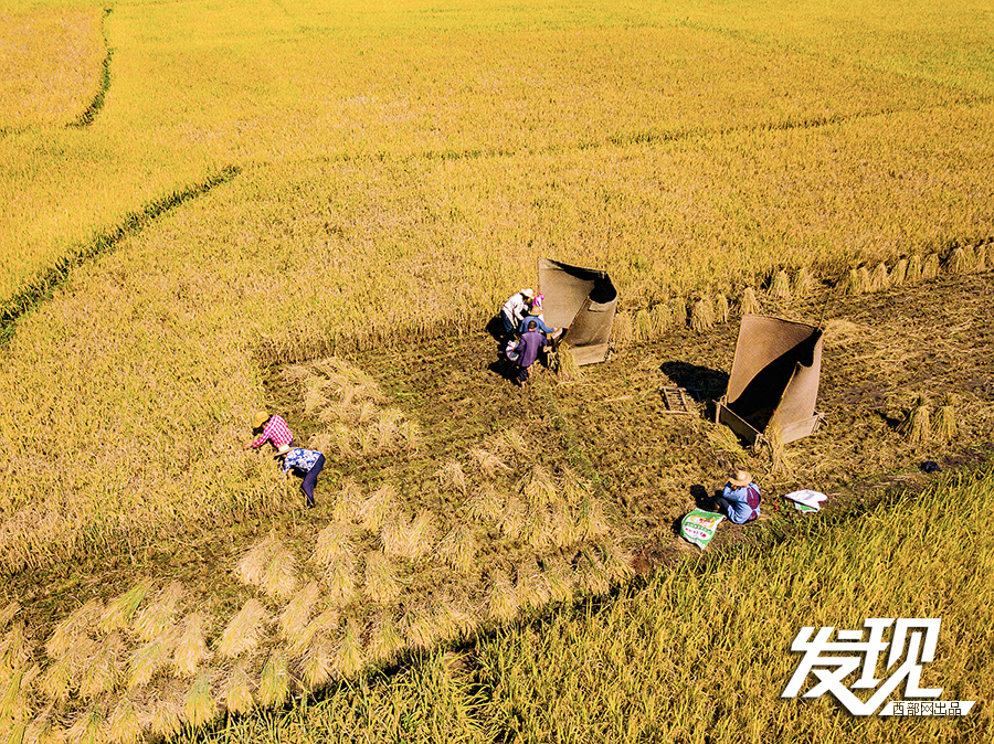 陕南农民丰收表情:像收割水稻一样收割丰收的喜悦