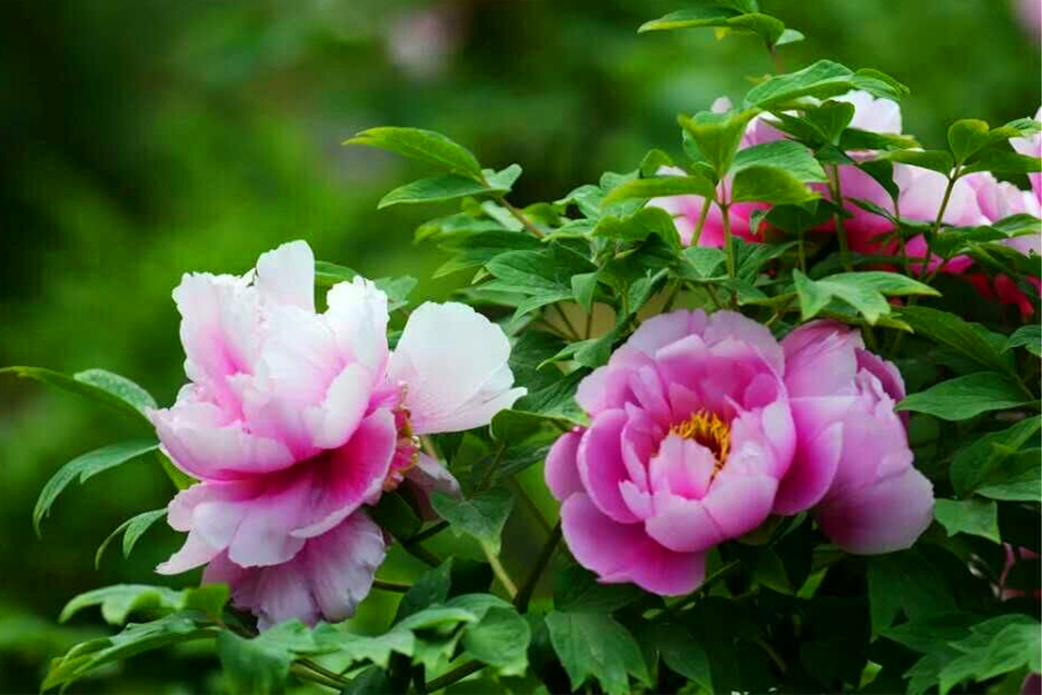 全国最大连片牡丹园在洋县建成 3000万株牡丹花盛放迎春