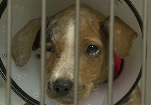 这一次,虐待动物的人可能真的惹上麻烦了