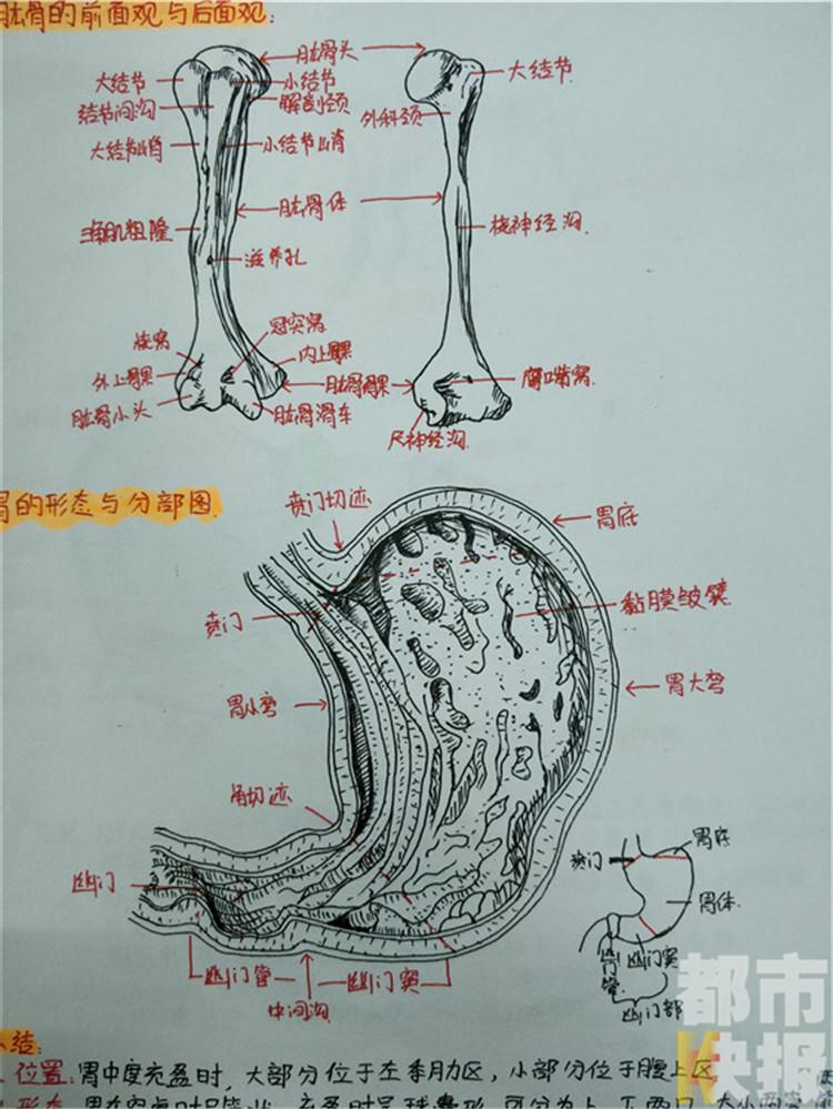 西安大二女生手绘解剖图笔记走红【6】