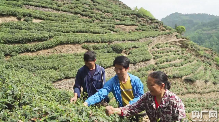 陕西紫阳:残疾男子勤劳实干 发展茶叶产业致富