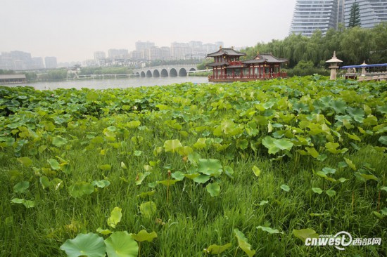 西安曲江池畔草盛荷花瘦 不见往年盛景