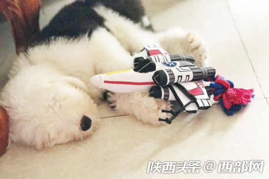 进口狗粮排行榜_进口狗粮十大品牌排行榜进口狗粮什么牌子好(2)