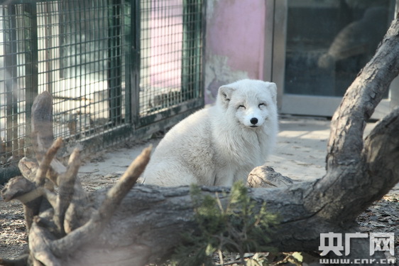 瑞犬报春 狗年生肖文化展今日天津动物园开幕