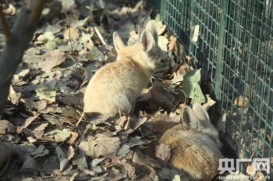 瑞犬报春 狗年生肖文化展今日天津动物园开幕