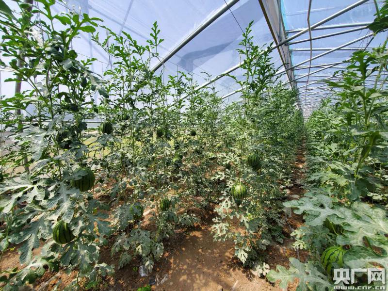 天津多措并举高质量践行小康之路 不漏一村、不落一人