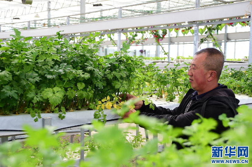 西藏|西藏噶尔：蔬果飘香迎小康
