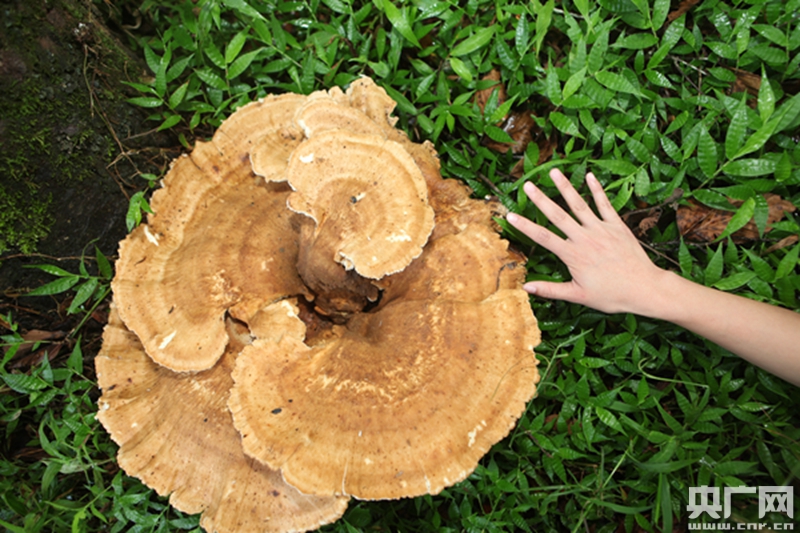 云南普洱惊现巨型蘑菇 周长近1.8米大小堪比簸箕