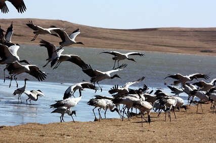 昭通大山包保护区黑颈鹤数量创历史最高记录