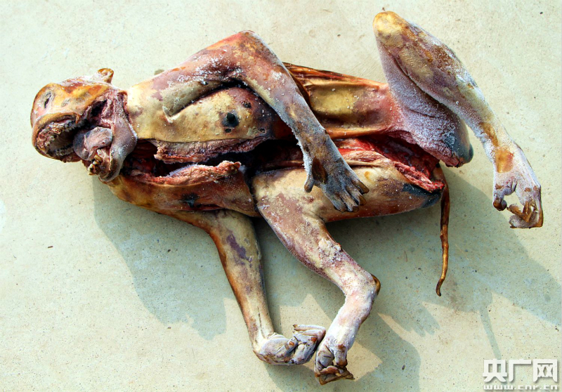 被猎杀的猕猴死体 解雄波摄 查货的部分野生动物死体 解雄波摄 嫌疑人打猎使用的枪支 解雄波摄 央广网西双版纳5月18日消息(记者李腾飞 通讯员常宗波 解雄波)记者从云南省西双版纳州森林公安局新闻办获悉:近日,该局勐腊派出所通过缜密侦查,成功破获一起在保护区内猎捕、杀害珍贵、濒危野生动物重大案件,查获国家二级重点保护野生动物死体猕猴1只、白鹇2只,国家二级重点保护野生动物黑熊熊牙4颗、黑熊肉一袋及野生动物死体果子狸死体1只、帚尾豪猪死体2只,抓获犯罪嫌疑人4名,收缴作案枪支4支,端掉了一个在保护区