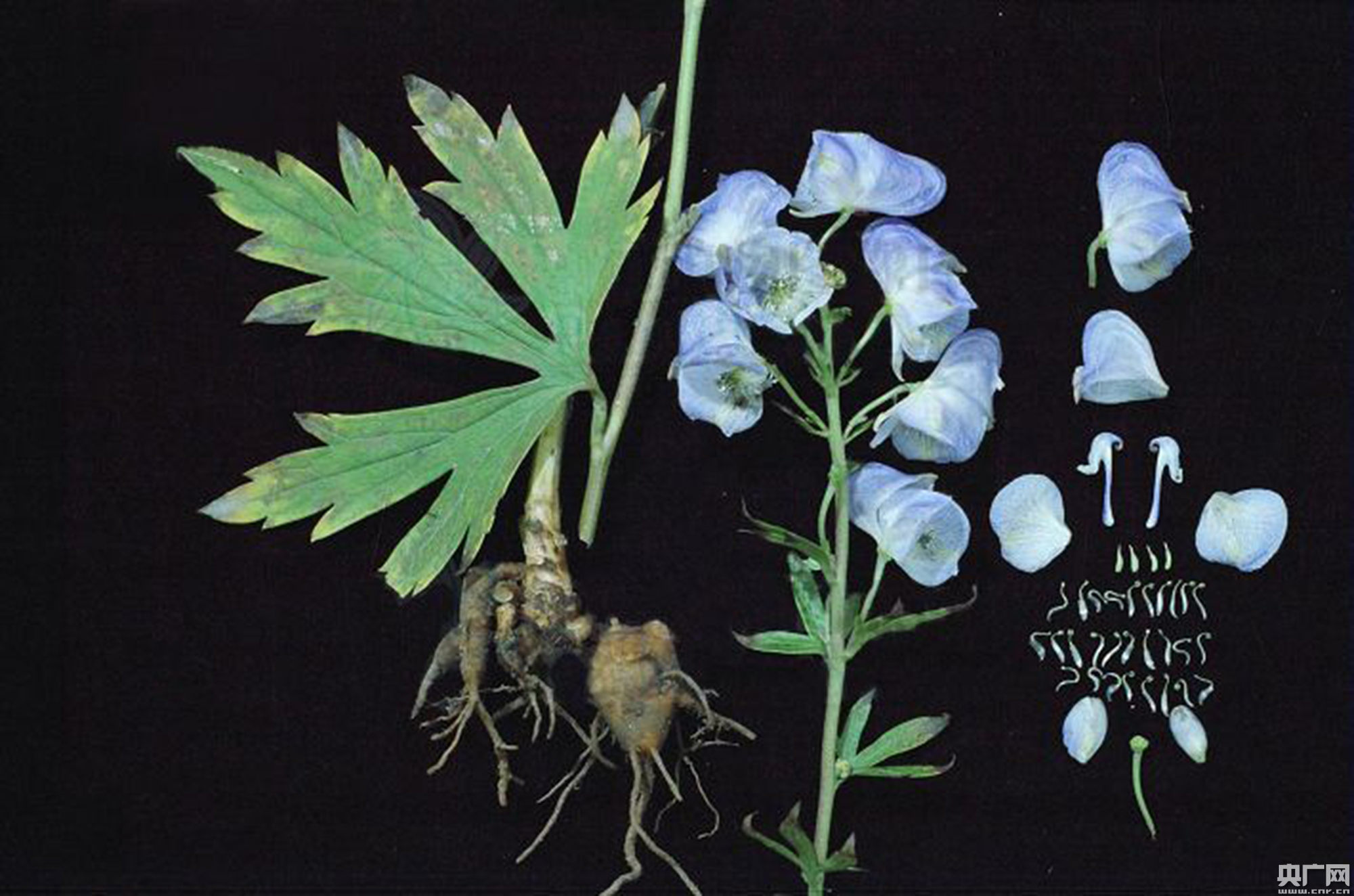 昆明官渡发布预防草乌、附子等中药材中毒预警